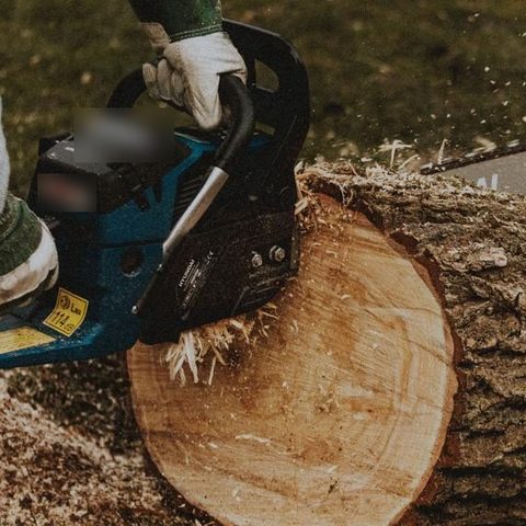 Chainsaw slicing a felled trunk into rounds