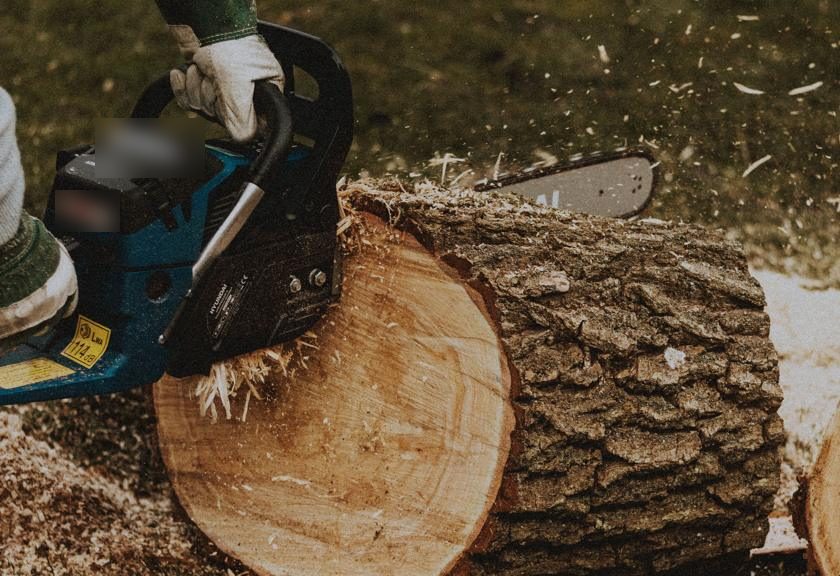Chainsaw slicing a felled trunk into rounds