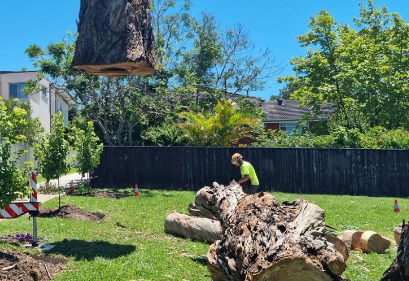 Section of trunk being hoisted out of a fenced backyard