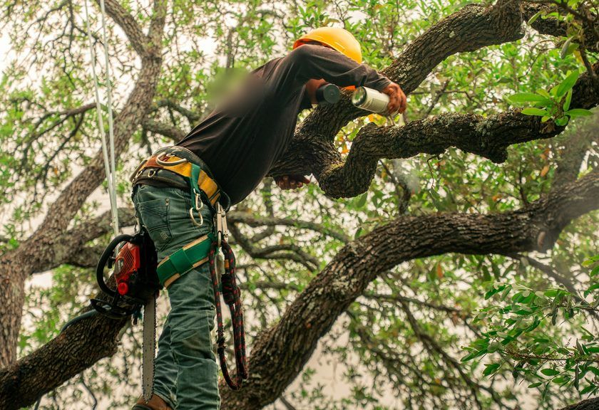Climber pruning a heavy limb in a large oak