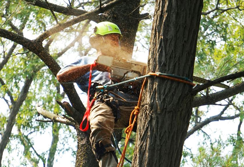 Climber tied in near the top of a tall tree, cutting