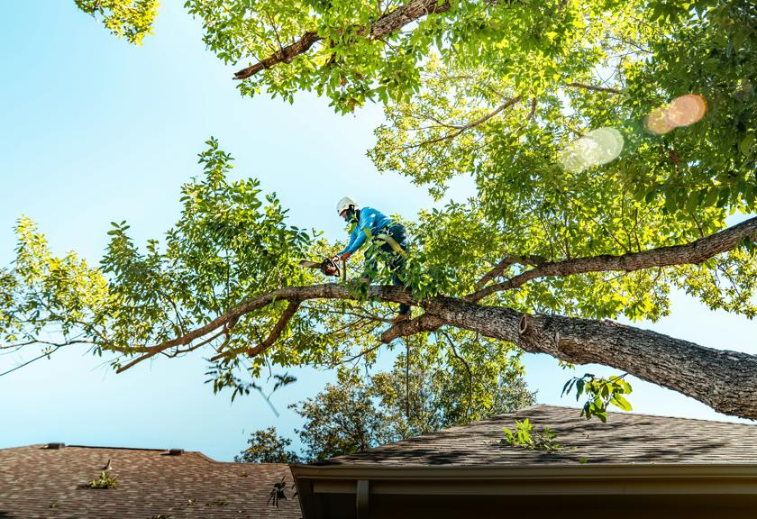 Climber out on a long limb above a roof