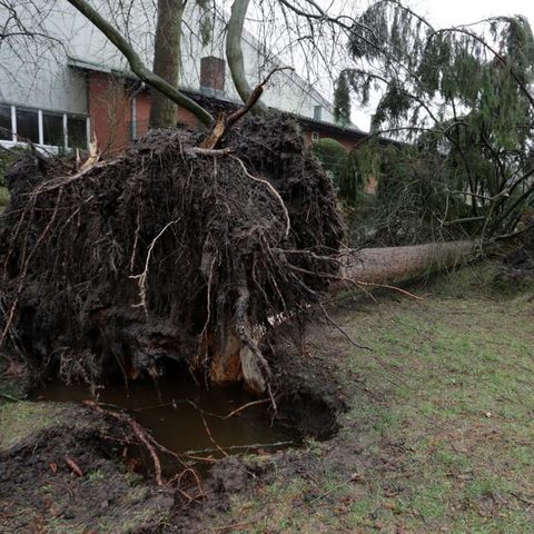 Root ball of a tree blown over in a storm